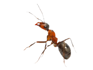 ant-300x225