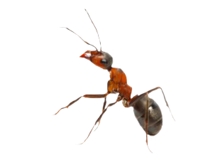 ant