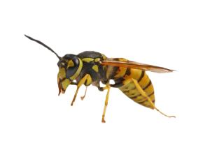 wasp