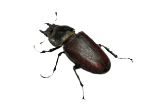 beetle