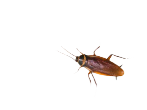 cockroach-300x225