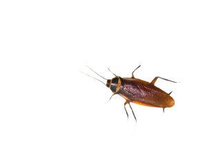 cockroach