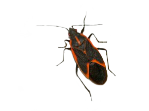 maplebug-300x225 - Pest Control Calgary