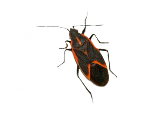 maplebug