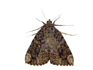 moth-300x225