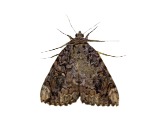 moth