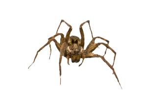 spiders-300x225