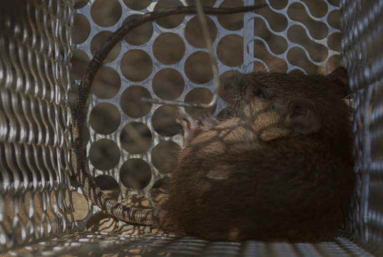 How Does Alberta Keep Rats Out? - Pest Control Calgary