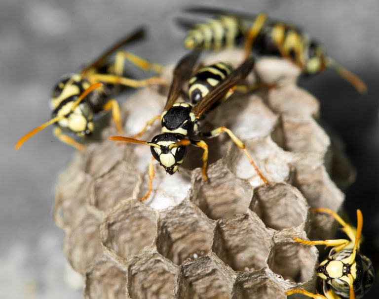 A World Without the Wasp - Pest Control Calgary