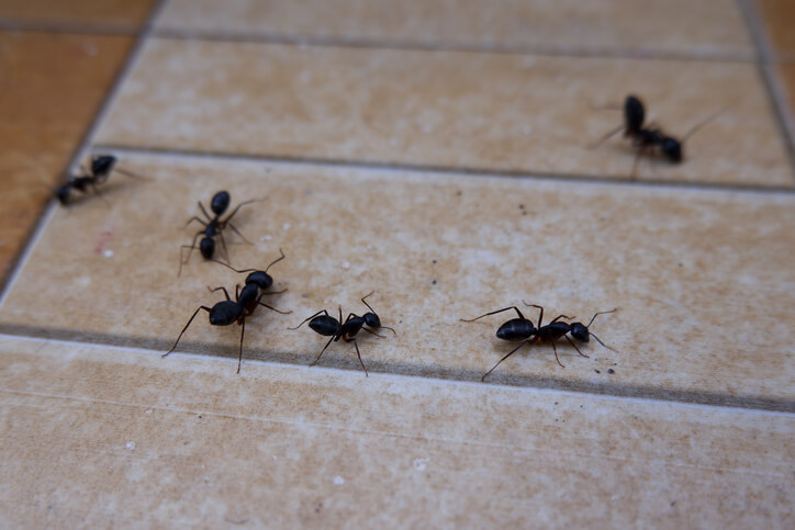 Ants in the Pantry