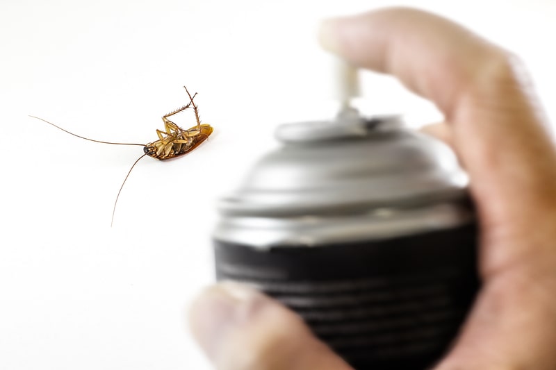 What to Know When Hiring a Pest Control Company?