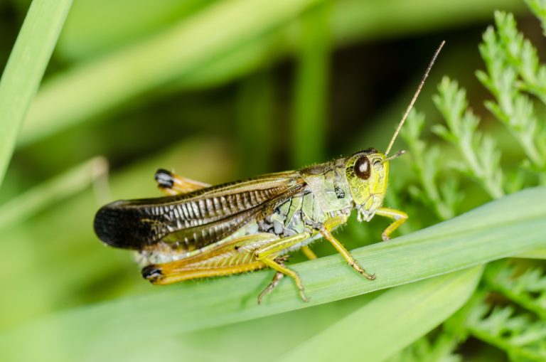 How to Tell the Good Bugs from the Bad - Pest Control Calgary