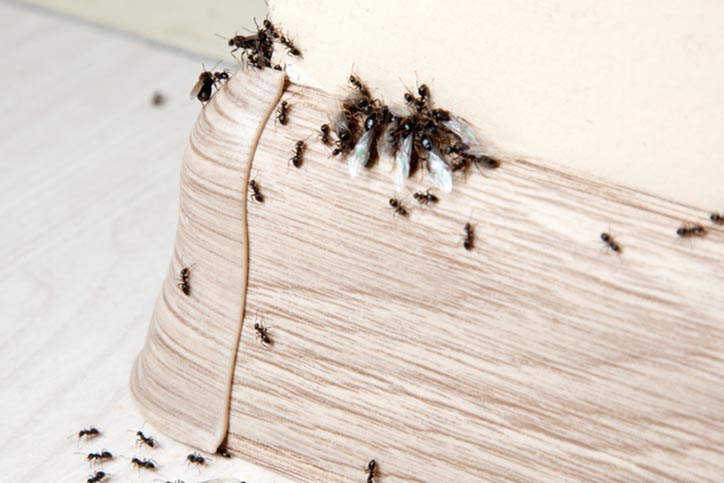 Identifying the Signs of an Ant Infestation