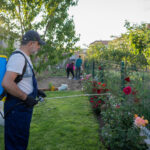 A man is spraying his plants to have a good garden pest management.