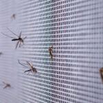 Many mosquitoes blocked on a wire screen and this one of the best ways for pest proofing your home.