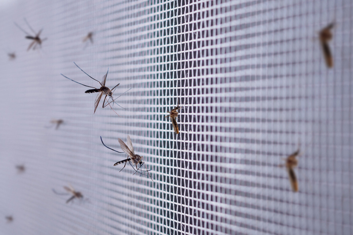 Many mosquitoes blocked on a wire screen and this one of the best ways for pest proofing your home.