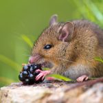 A vole is eating a raspberry.