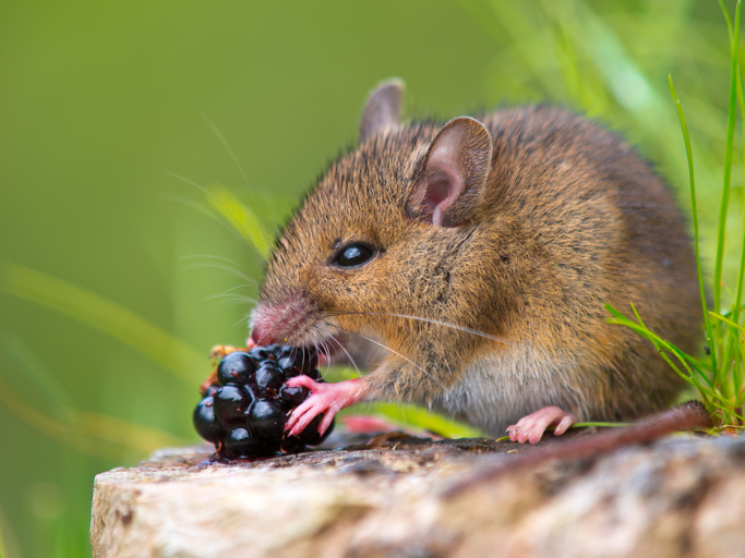 A vole is eating a raspberry.