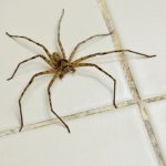 A brown recluse spider is crawling on the floor, and it's not a dangerous spider to have at home.
