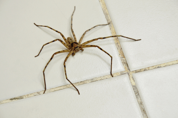 A brown recluse spider is crawling on the floor, and it's not a dangerous spider to have at home.