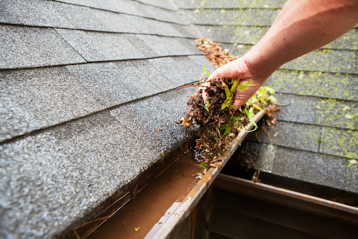 A man is cleaning out clogged gutters to get rid of mosquitoes.