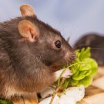 The homeowner seeks an effective rodent control solution because rodents contaminate food in the pantry or cupboard.