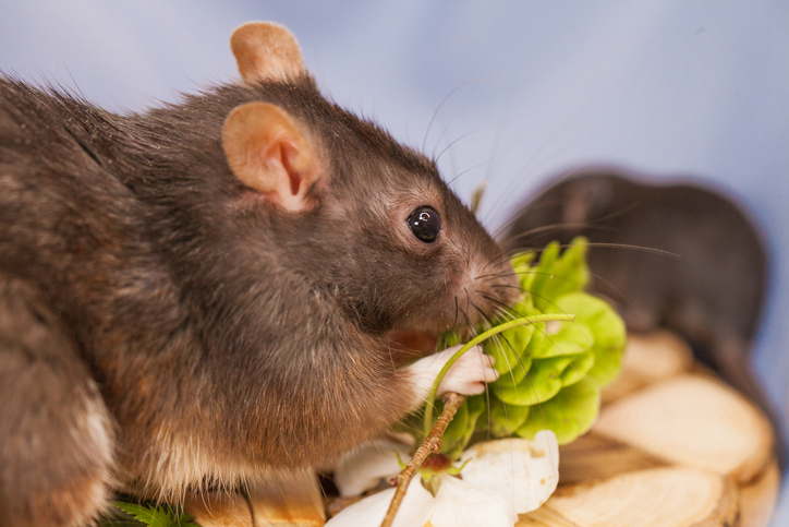 The homeowner seeks an effective rodent control solution because rodents contaminate food in the pantry or cupboard.