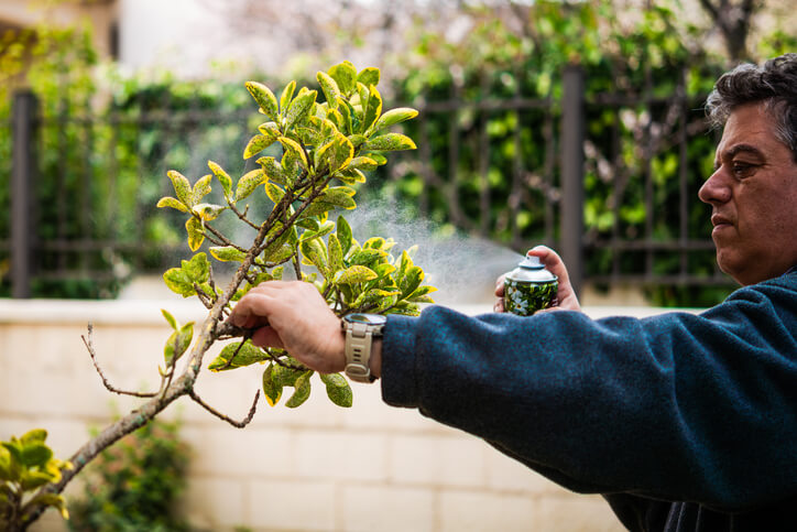 Tree insect control in Calgary