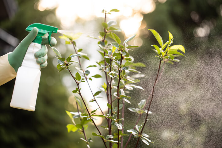 Tree pest treatment