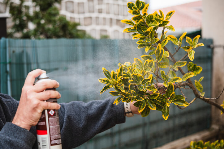 Tree pest control