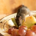 A rat eating fresh fruits with pesticides promotes pest control for rats.