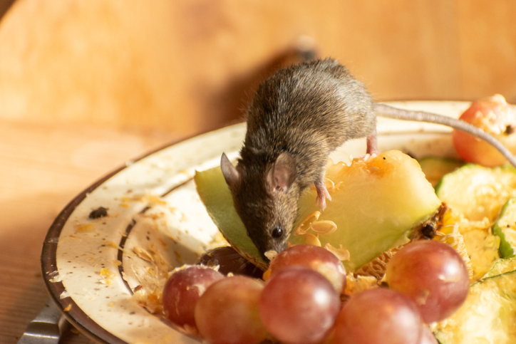 A rat eating fresh fruits with pesticides promotes pest control for rats.