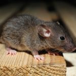 A mouse has been running around the corner of the house since the owner has a full mouse pest control treatment in place.