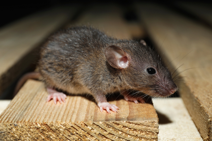 A mouse has been running around the corner of the house since the owner has a full mouse pest control treatment in place.