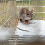 Utilizing a trap for rodents is one way to safeguard your home.