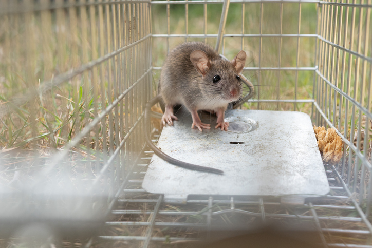 Utilizing a trap for rodents is one way to safeguard your home.