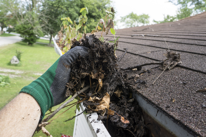 A hand with a glove is removing dry leaves from the gutters to prevent clogs that cause mosquitoes to lay their eggs there. This is something to expect and prepare for during the seasonal pest patterns in Calgary.