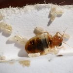 Bed bugs are between 3 and 5 millimeters in size and can be found in vents, cracks, and shared walls.