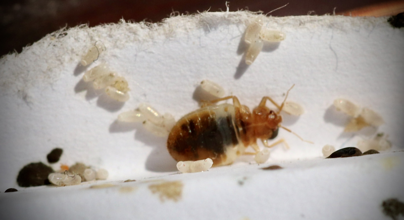 Bed bugs are between 3 and 5 millimeters in size and can be found in vents, cracks, and shared walls.