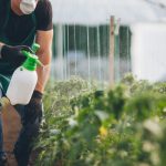 A man is spraying his plants with Insecticidal soap to promote green pest control solutions.