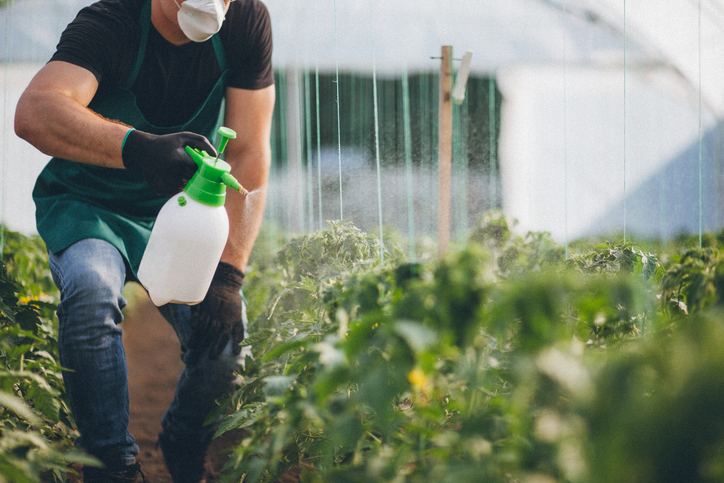 A man is spraying his plants with Insecticidal soap to promote green pest control solutions.